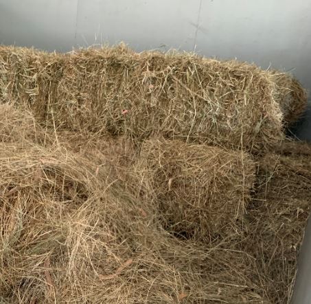Hay for Visitors